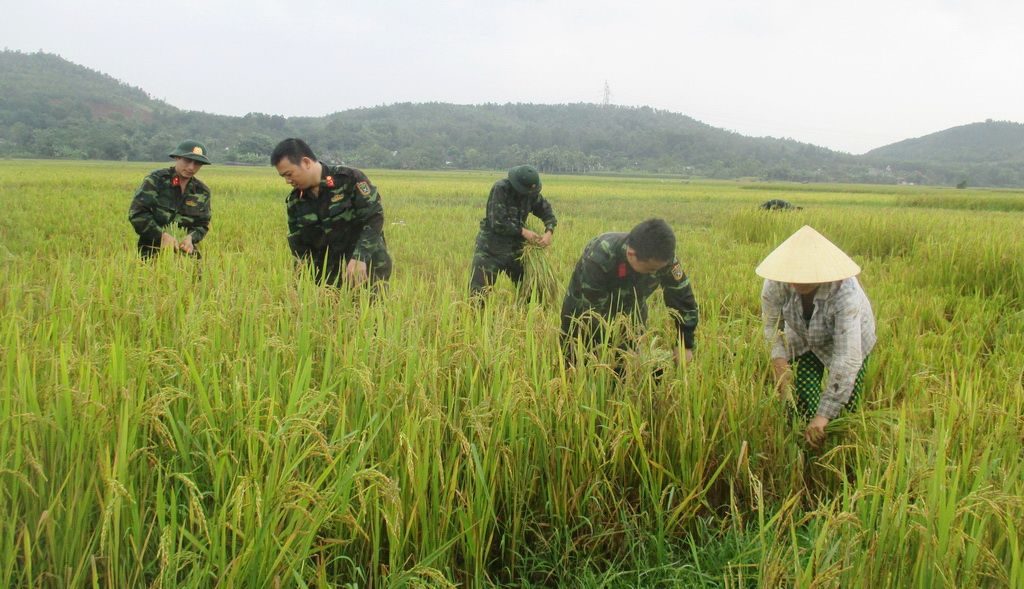 Giải mã giấc mơ thấy gặt lúa