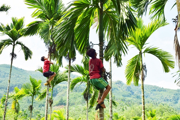 mơ thấy trèo cây đánh con gì