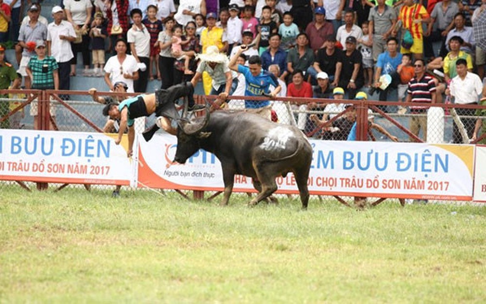 mơ thấy trâu đuổi người