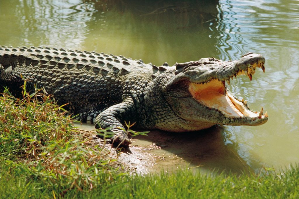 đánh con gì khi mơ thấy cá sấu
