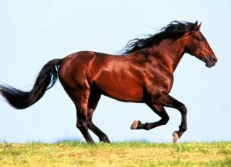 Nằm mơ thấy ngựa là điềm báo gì?