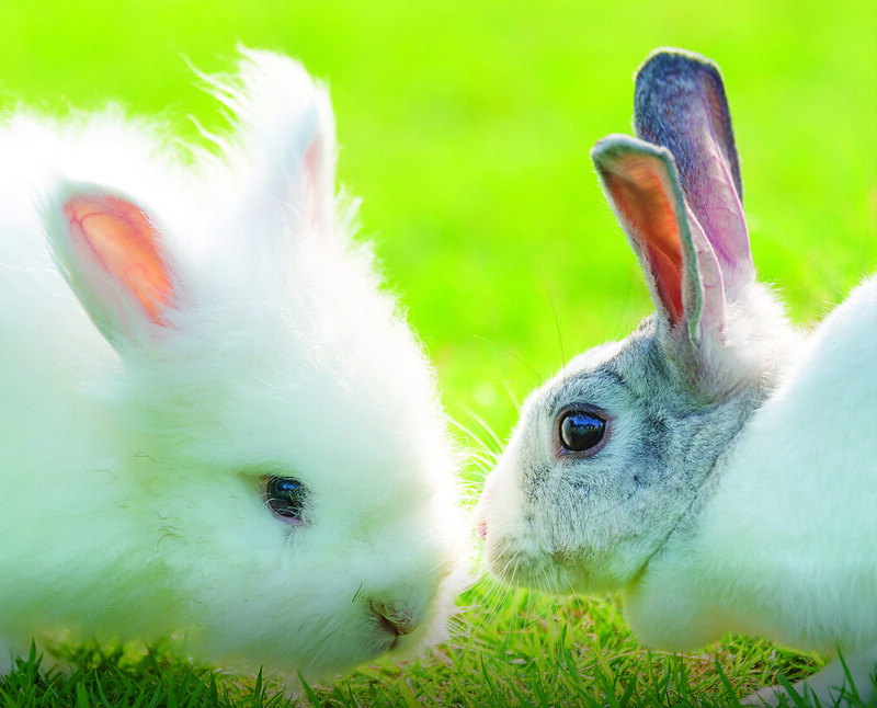 Giải mã giấc mơ thấy thỏ trắng- Điềm báo lành dữ trong tương lai