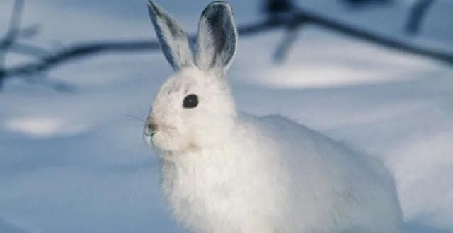 Mơ thấy thỏ trắng là số mấy?