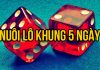 nuôi lô khung 5 ngày